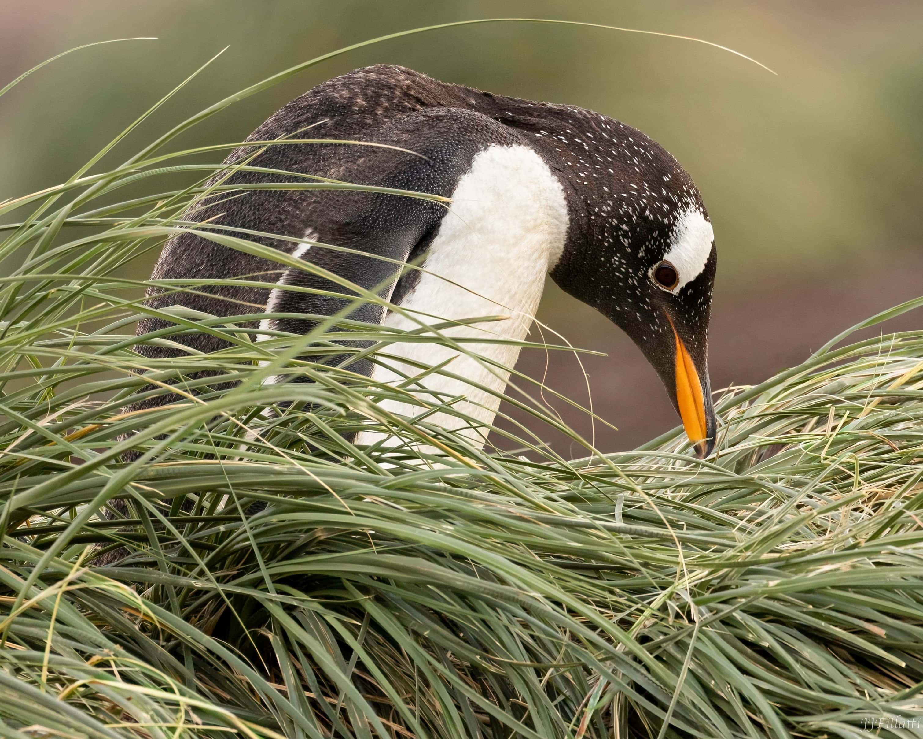 bird of the falklands image 25